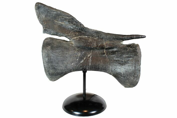 Dinosaur (Camarasaurus) Caudal Vertebrae - Metal Stand #77939